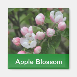 Imã flor de maçã e folhas verdes