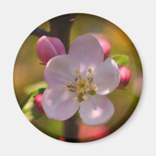 Imã Flor de Maçã na Primavera