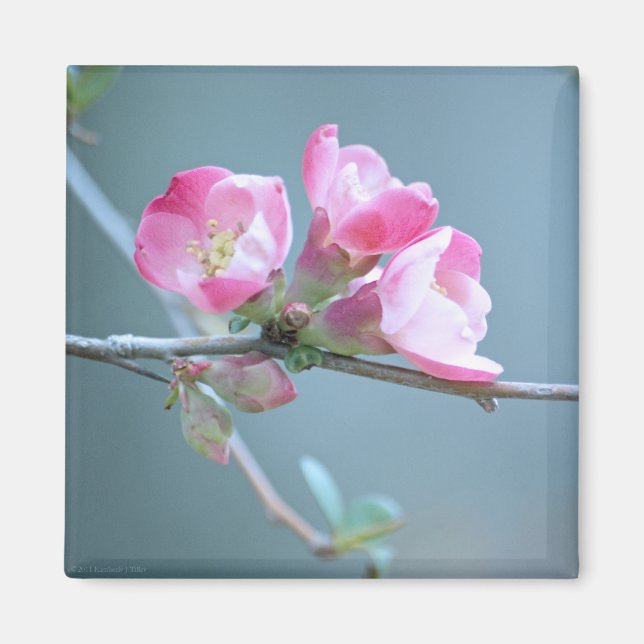 Imã Flor de Maçã #P0358 (Frente)