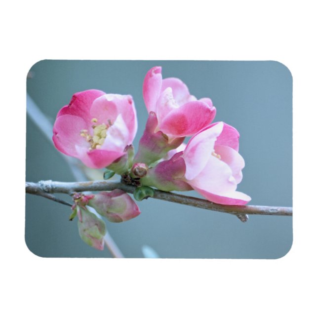 Ímã Flor de Maçã #P0358 (Horizontal)