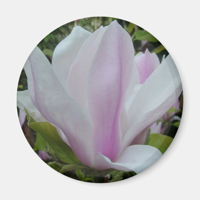 Imã flor de magnólia (Frente)