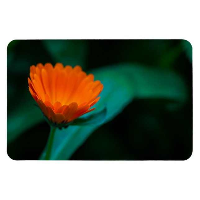 Ímã Flor de margarida laranja (Horizontal)