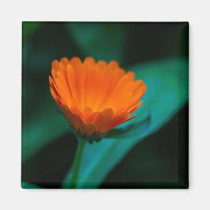 Imã Flor de margarida laranja