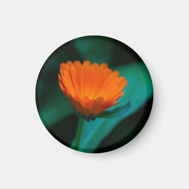 Imã Flor de margarida laranja (Frente)