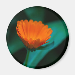 Imã Flor de margarida laranja
