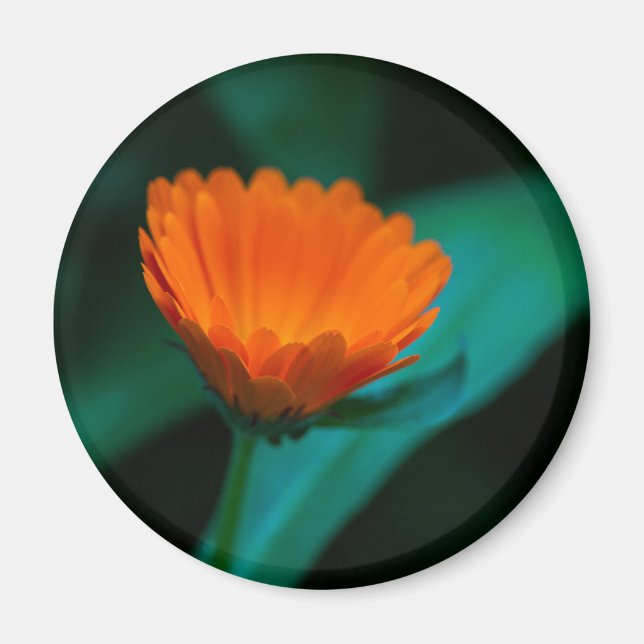 Imã Flor de margarida laranja (Frente)