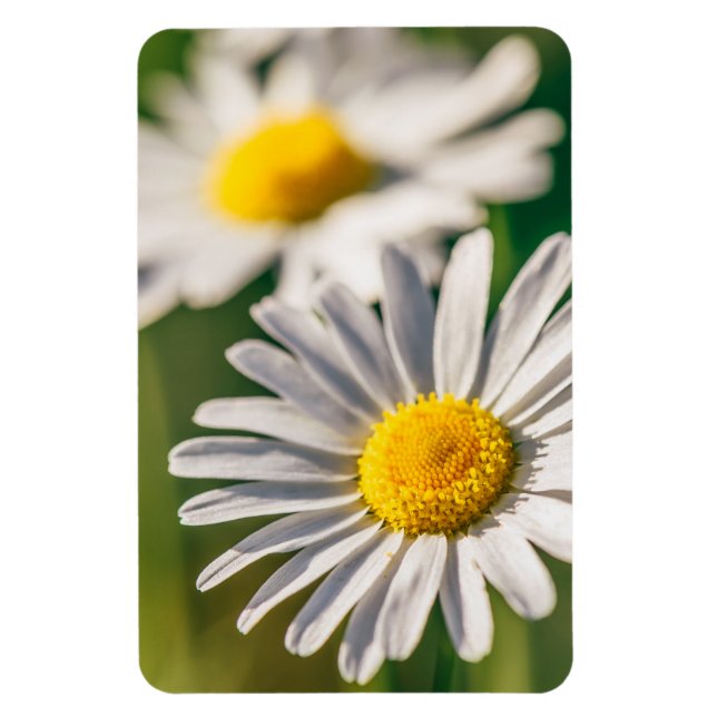 Ímã Flor de margarida-prada (Vertical)