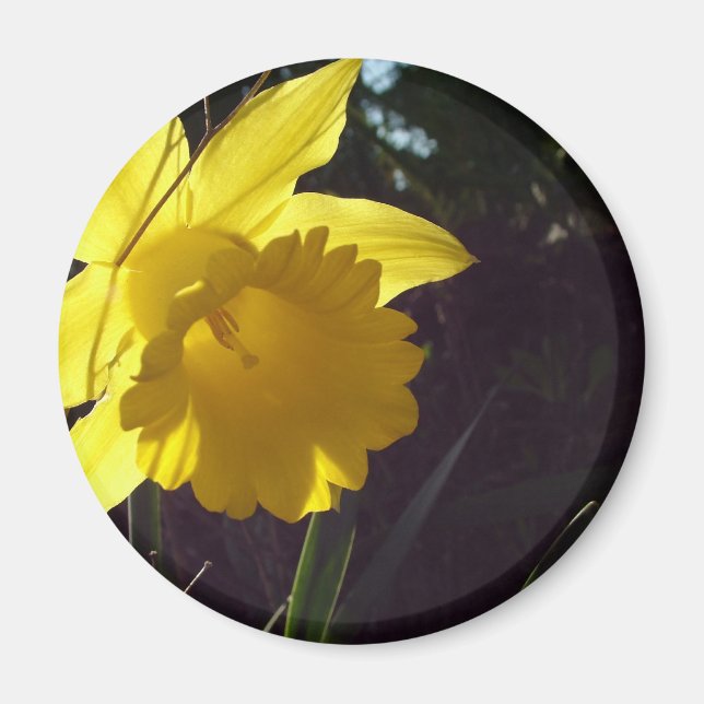 Imã flor de narciso amarelo na luz do sol (Frente)