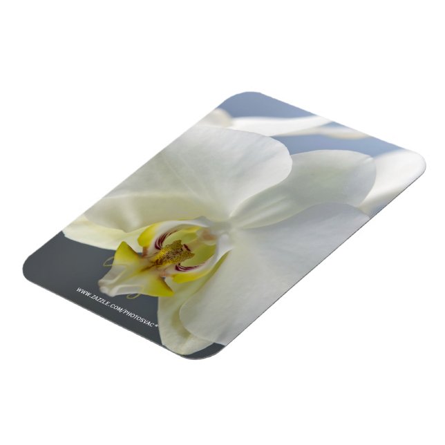 Ímã Flor de Orquídea Branca (Left Side)
