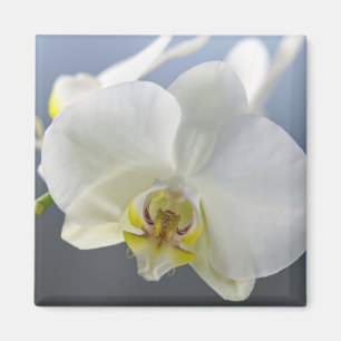 Imã Flor de Orquídea Branca