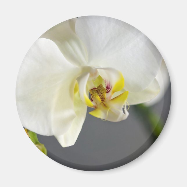 Imã Flor de Orquídea Branca (Frente)