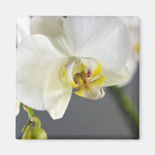 Imã Flor de Orquídea Branca