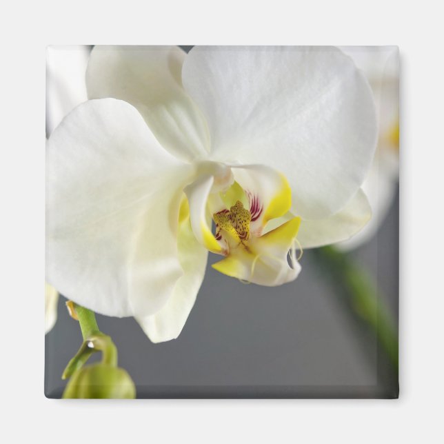 Imã Flor de Orquídea Branca (Frente)