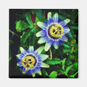 Imã Flor de Paixão