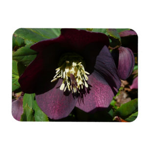 Ímã Flor de Páscoa de Rosa com lente roxa