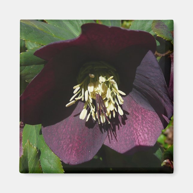 Imã Flor de Páscoa de Rosa com lente roxa (Frente)