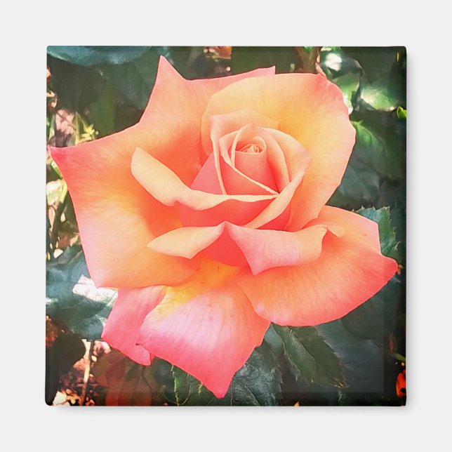 Imã Flor de pêssego (Frente)