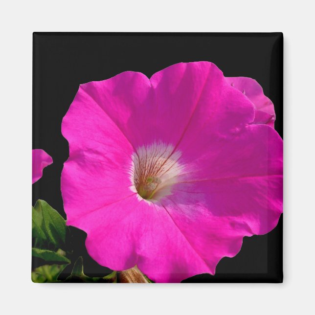 Imã flor de petúnia rosa (Frente)