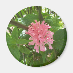 Imã Flor de pluma brasileira