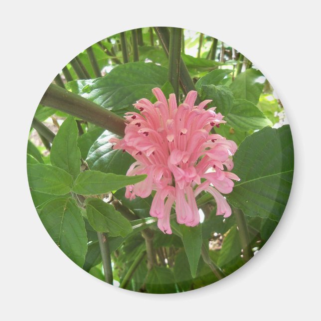 Imã Flor de pluma brasileira (Frente)