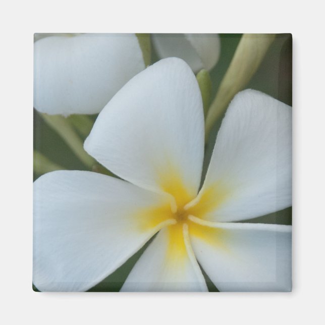 Imã Flor De Plumeria Tropical Branca De Fiji (Frente)