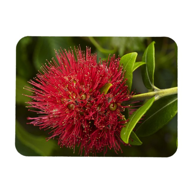 Ímã Flor de Pohutukawa, Dunedin (Horizontal)