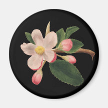 Flor de Rosa Antiga