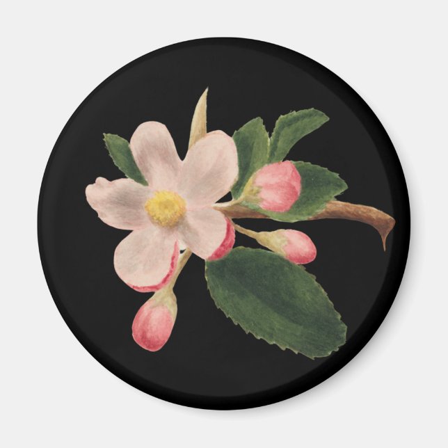 Imã Flor de Rosa Antiga (Frente)