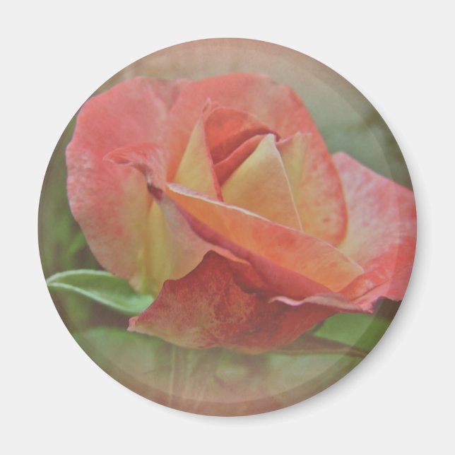 Imã Flor de Rosa de pêssego (Frente)