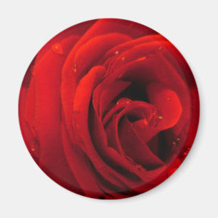 Imã flor de rosa vermelha