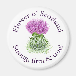 Imã Flor de Scotland. Forte, firme e verdadeiro!