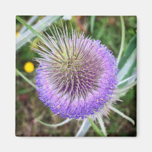 Imã Flor de Thiste de Verão