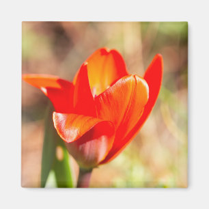 Imã Flor de Tulipas Vermelhas