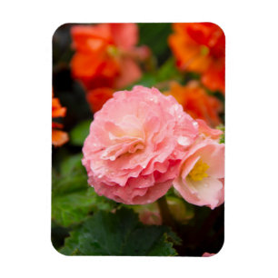 Ímã Flor delicada rosa depois da chuva