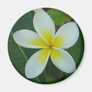 Imã Flor do Frangipani