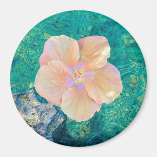 Imã Flor do hibiscus no ímã da água de turquesa