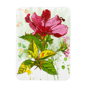 Ímã Flor do hibiscus - pintura da aguarela