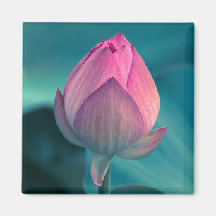 Imã Flor do lírio de água de Lotus