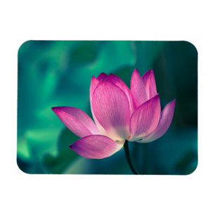 Ímã Flor do lírio de água de Lotus