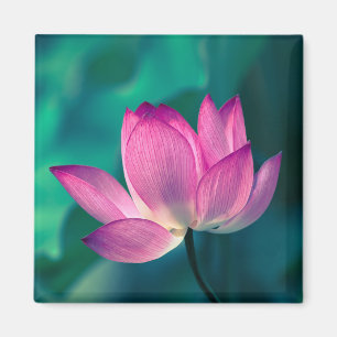 Imã Flor do lírio de água de Lotus
