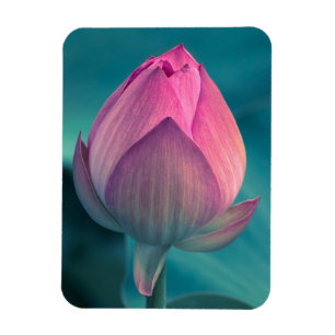 Ímã Flor do lírio de água de Lotus