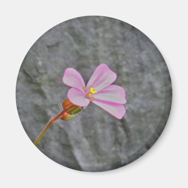 Imã Flor e pedra (Frente)