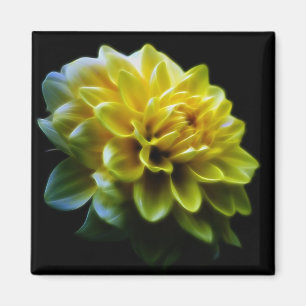 Imã Flor e significado da dália