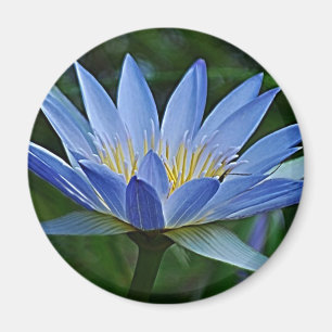 Imã Flor e significado de Lotus