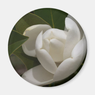 Imã flor em botão branca de magnólia do sul