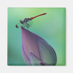 Imã Flor em botão de Lotus e uma libélula