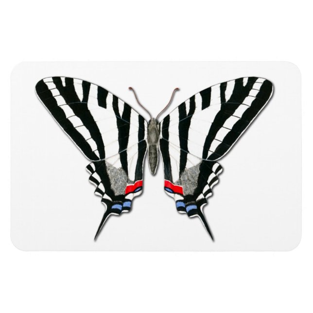 Ímã Flor Flexível de Borboleta de Swallowtail Zebra (Horizontal)