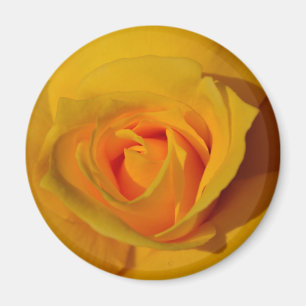 Imã Flor floral elegante Rosa amarela