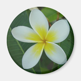 Imã Flor Frangipani