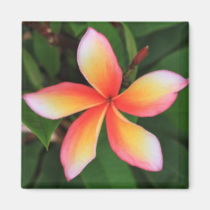 Imã Flor Frangipani